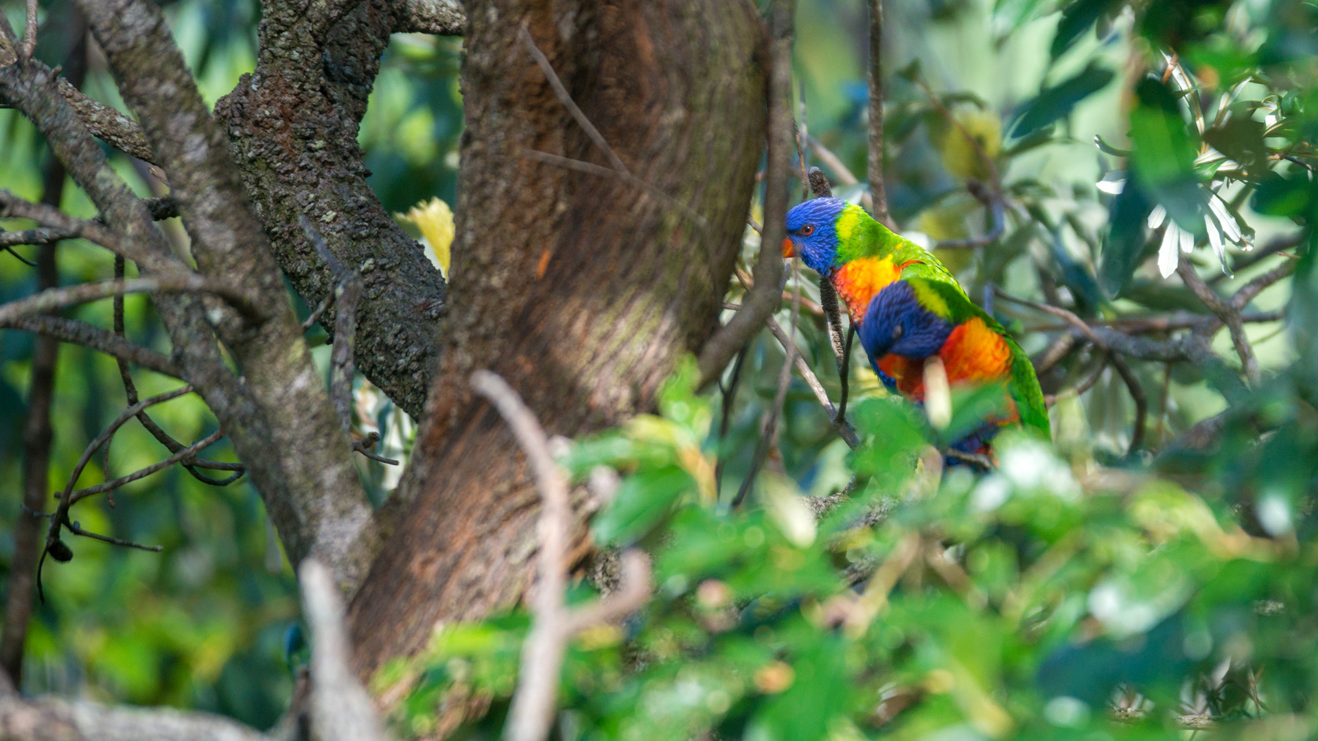 Gebirgsloris, auch Allfarbloris genannt